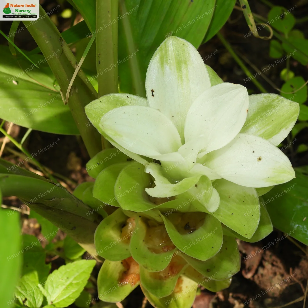 Curcuma longa