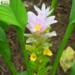 curcuma-pseudmontana-01