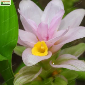 curcuma-pseudmontana-02