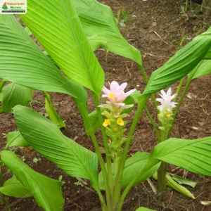Curcuma pseudomontana