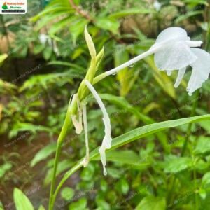 curcuma-scaposa-03