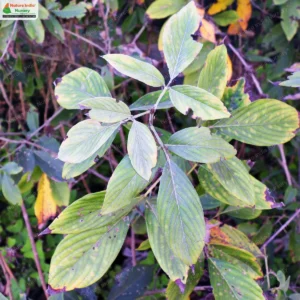 Dendrolobium triangulare