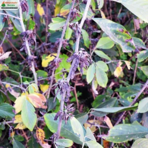 dendrolobium-triangulare-02