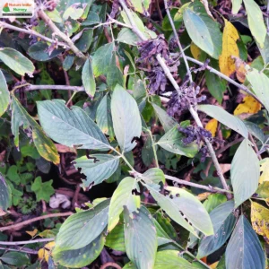 dendrolobium-triangulare-03