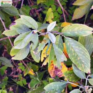dendrolobium-triangulare-04