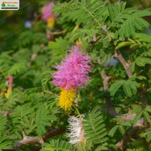 Dichrostachys cinerea
