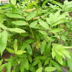 dinochloa-andamanica-02
