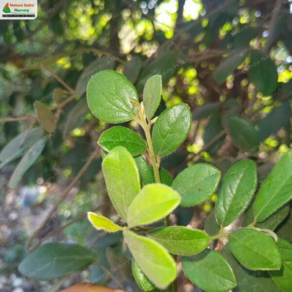 diospyros-chloroxylon-02