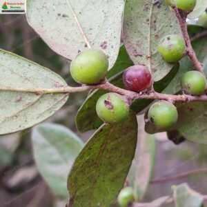 diospyros-chloroxylon-07