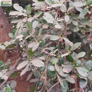 diospyros-chloroxylon-08
