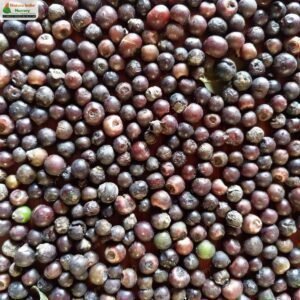 diospyros-chloroxylon-09