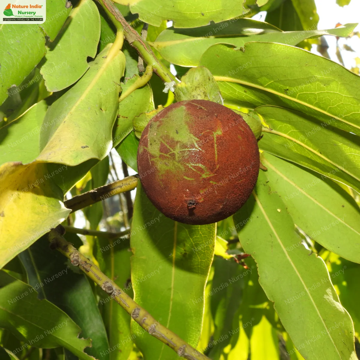 Diospyros malabarica