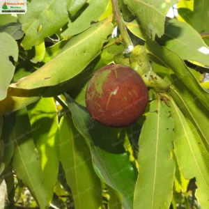 diospyros-malabarica-06