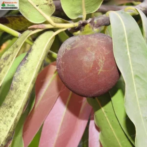 diospyros-malabarica-08