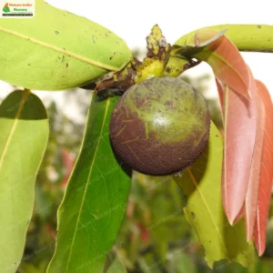 diospyros-malabarica-09