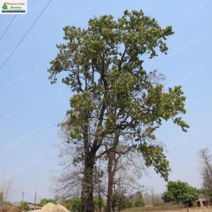 diospyros-melanoxylon-01