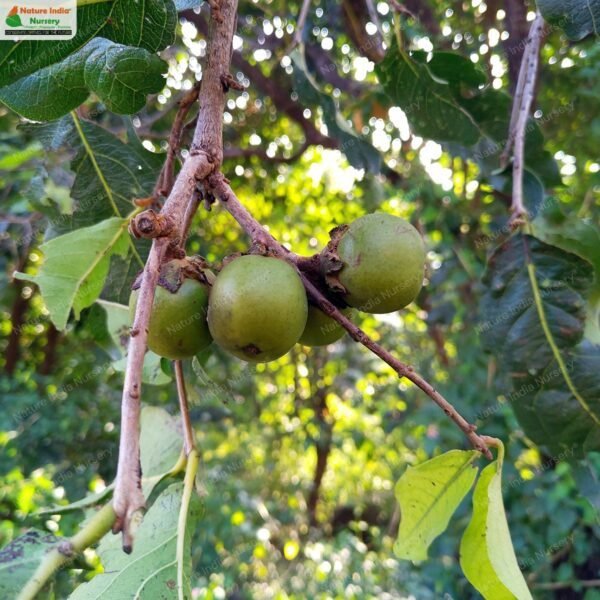 diospyros-melanoxylon-01