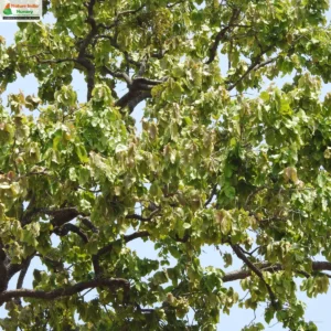 diospyros-melanoxylon-02