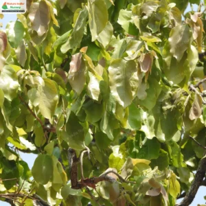 diospyros-melanoxylon-03