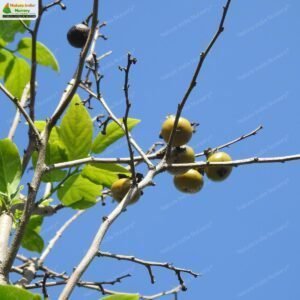 diospyros-montana-01