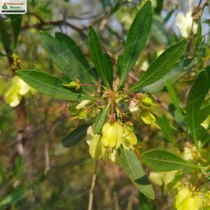 dodonaea-viscosa-02