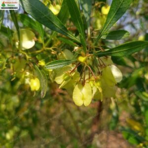 dodonaea-viscosa-03