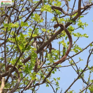 dolichandrone-falcata-01