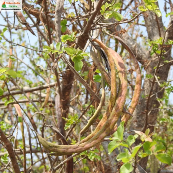 dolichandrone-falcata-05