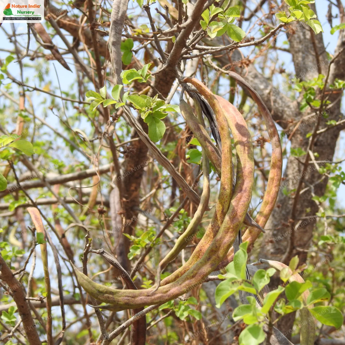 Dolichandrone falcata