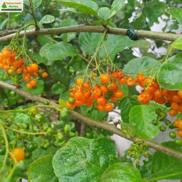 ehretia-laevis-01