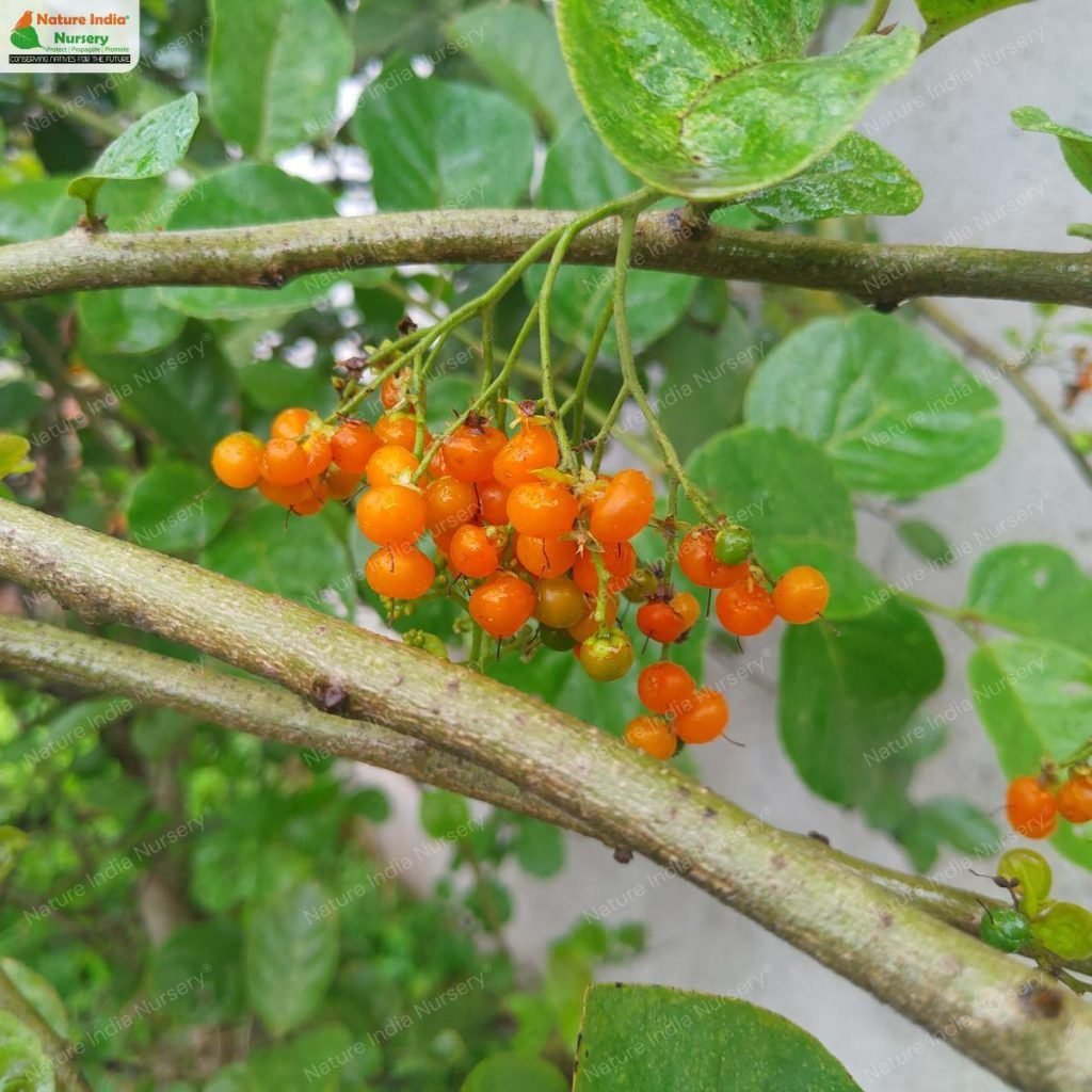 Buy Ehretia laevis Plant in Bulk Online - Nature India Nursery
