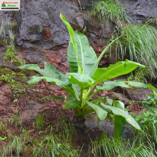 ensete-superbum-01