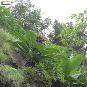 ensete-superbum-03