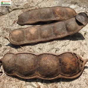 entada-rhidii-02