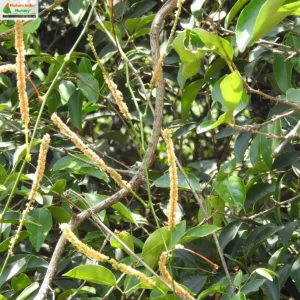 entada-rhidii-04