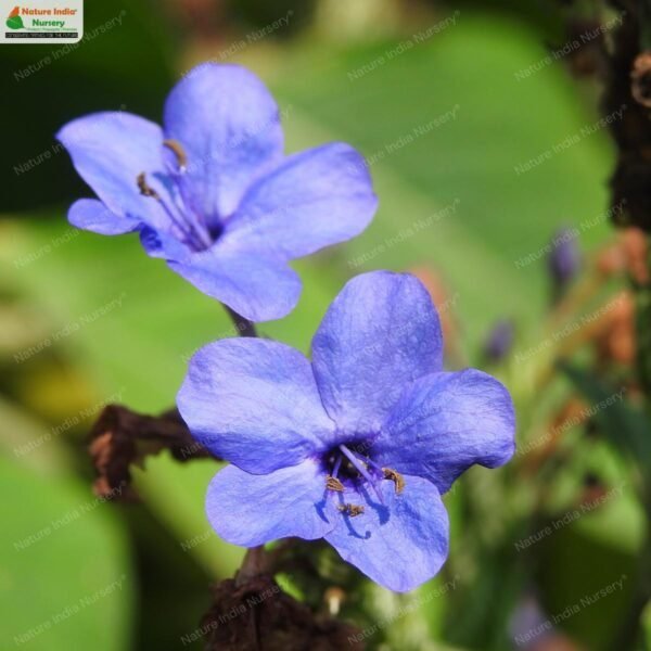 eranthemum-pulchellum-03