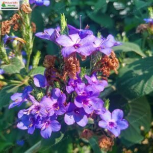 eranthemum-pulchellum-04