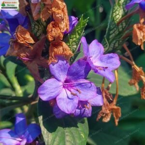 eranthemum-pulchellum-05