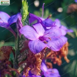 eranthemum-pulchellum-06