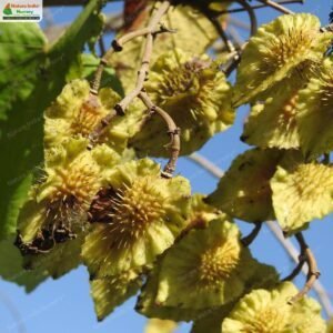 erinocarpus-nimmonii-04