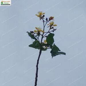 erinocarpus-nimmonii-05