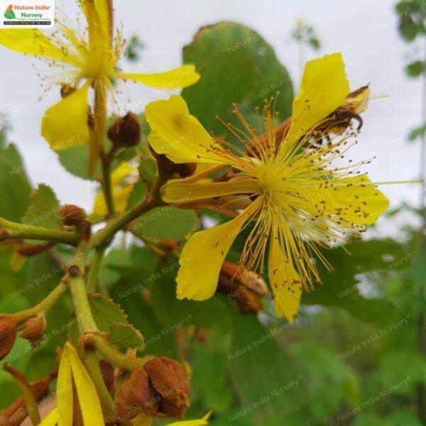 erinocarpus-nimmonii-07