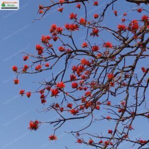 erythrina-stricta-03