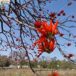 erythrina-stricta-04