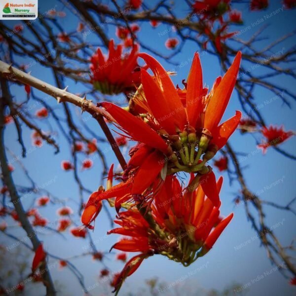 erythrina-stricta-05
