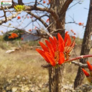 erythrina-suberosa-01