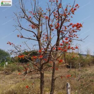 erythrina-suberosa-05