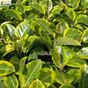 Ficus altissima