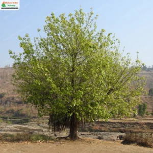 ficus-benghalensis-01
