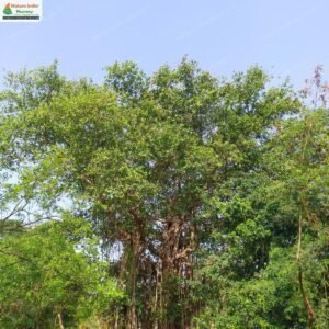 ficus-benghalensis-03